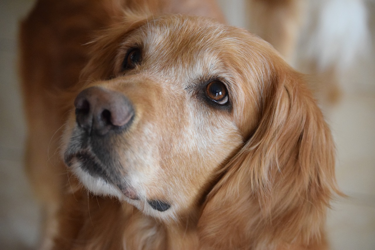 Understanding the Personality of Golden Retrievers